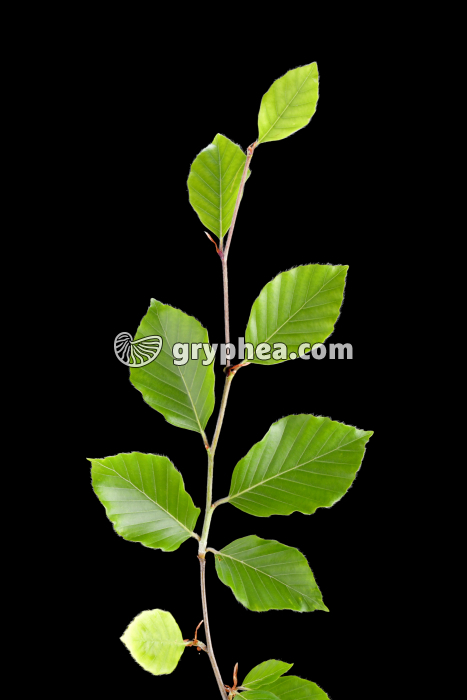 Hêtre - Rameau avec feuilles (Fagus sylvatica) - gryphea.com